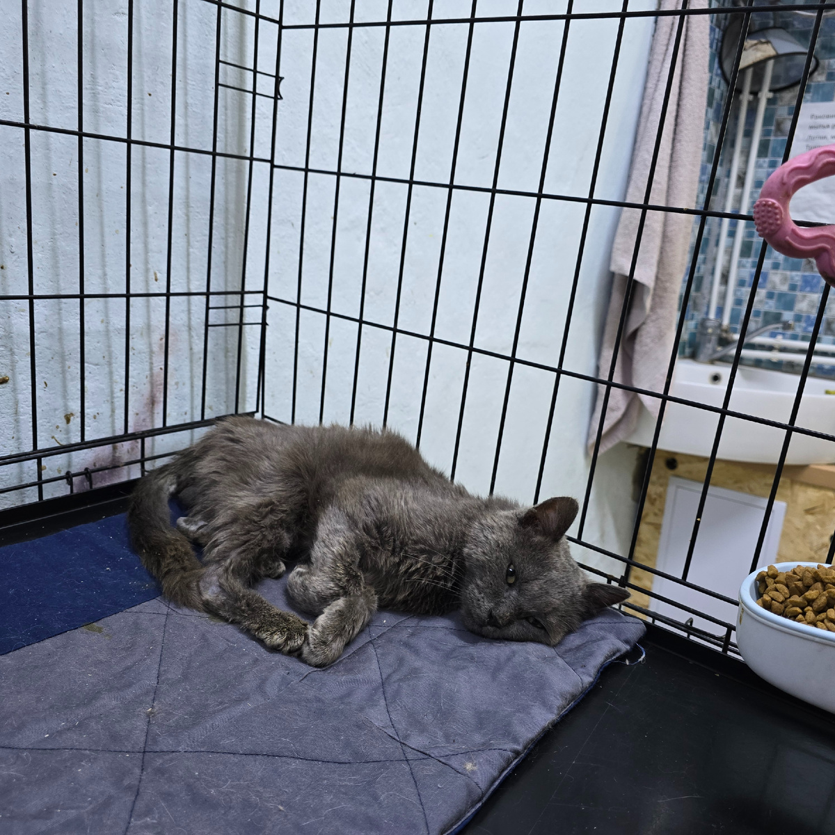 Филя лежит измученный, глаза полны тоски