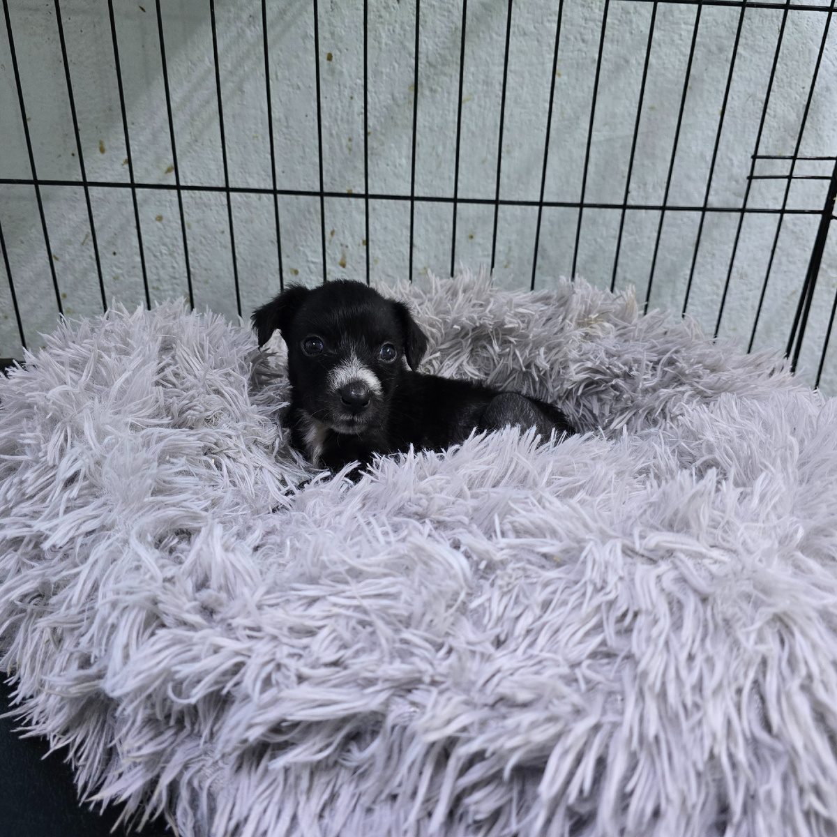 Маленькая Феникса доверчиво смотрит из мягкого гнёздышка