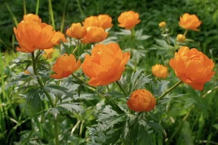 Огоньки (Сибирская роза, жарки)