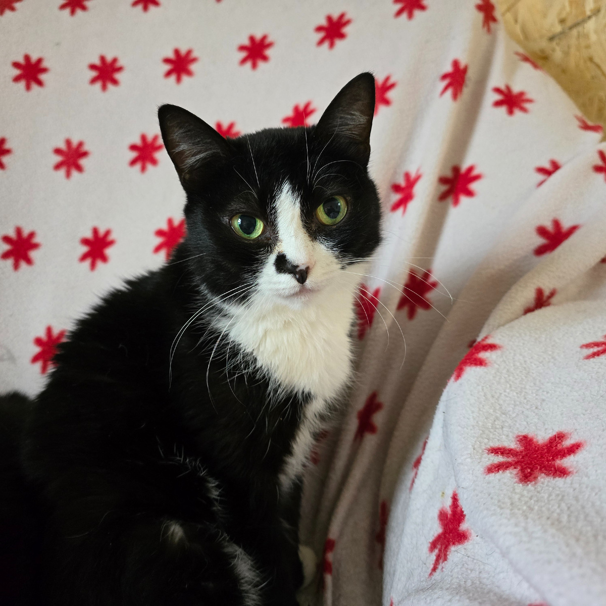 черно-белый взгляд полный надежды среди красных звезд