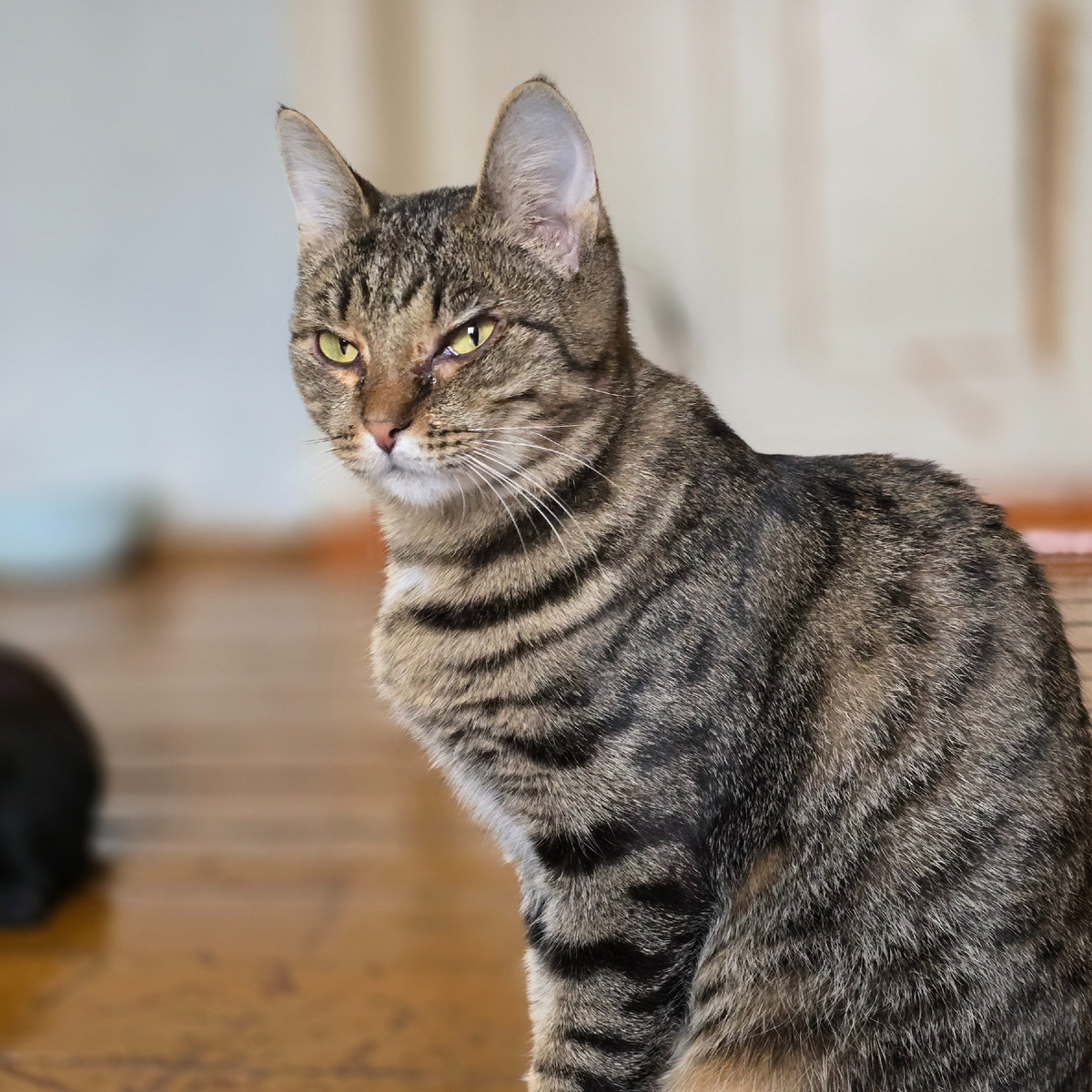 полосатая кошка с жёлтыми глазами смотрит тревожно