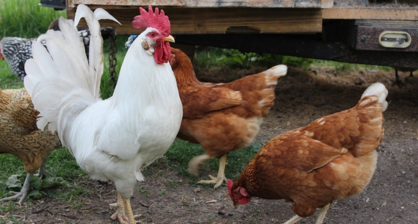    Какие странные «фокусы» начинают творить куры, если забрать у них петуха