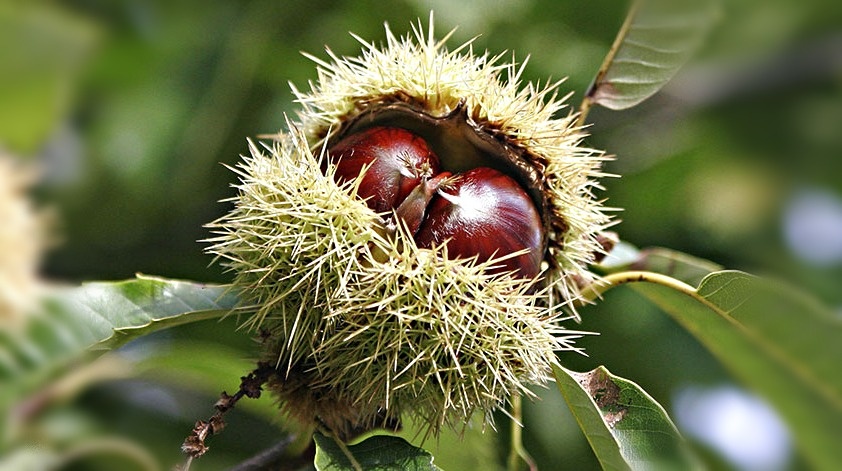 Съедобный каштан