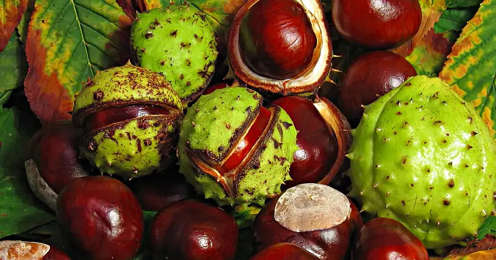 Ядовитый каштан