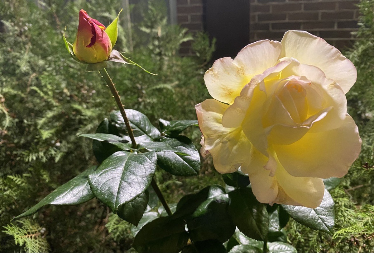 Октябрьская роза. Фото автора