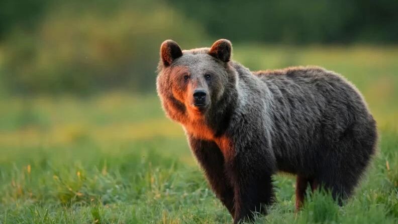    Фото: Piotr Krzeslak/Shutterstock/Fotodom