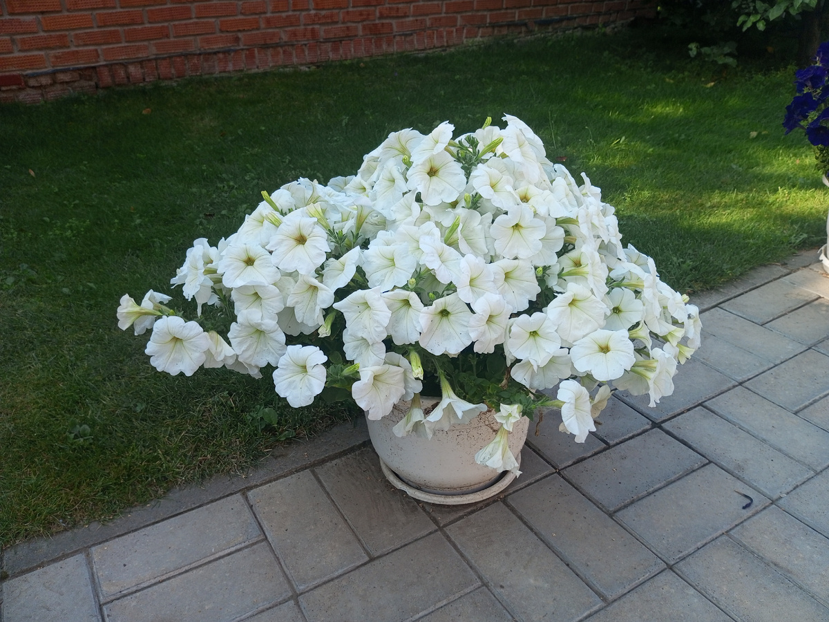 Белоснежные цветы. Фото автора.