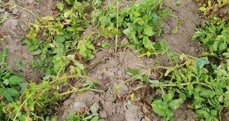    Фото: Лукьянов Дмитрий, AgroXXI.ru