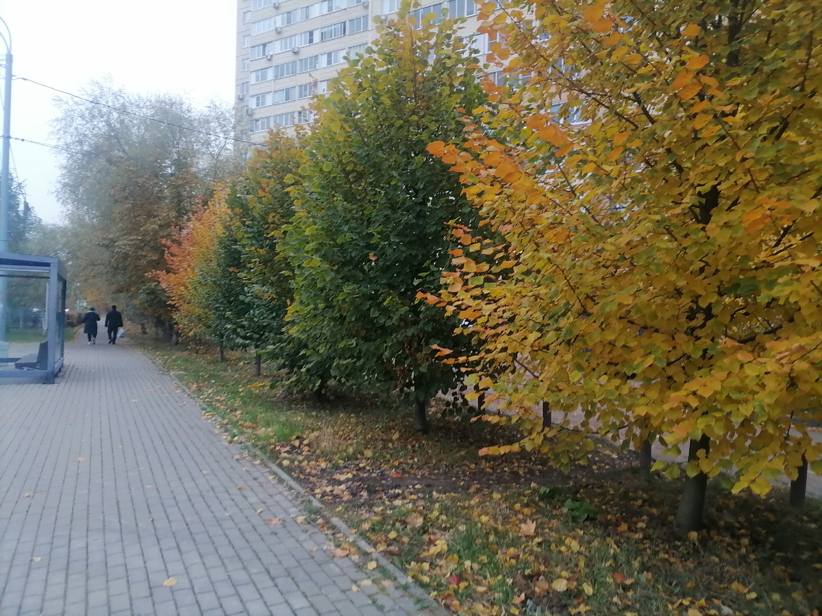 Красивая осень