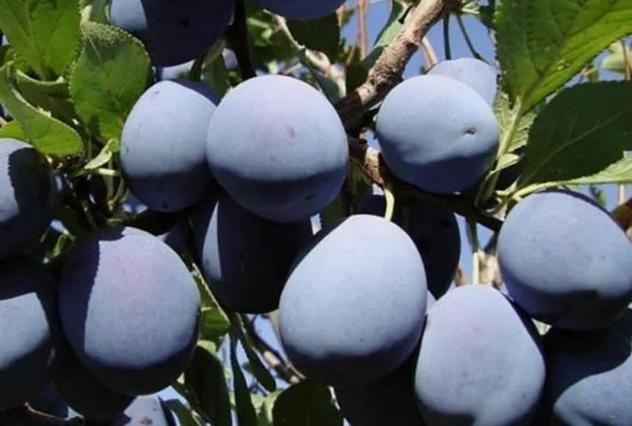 Венгерка Богатырская