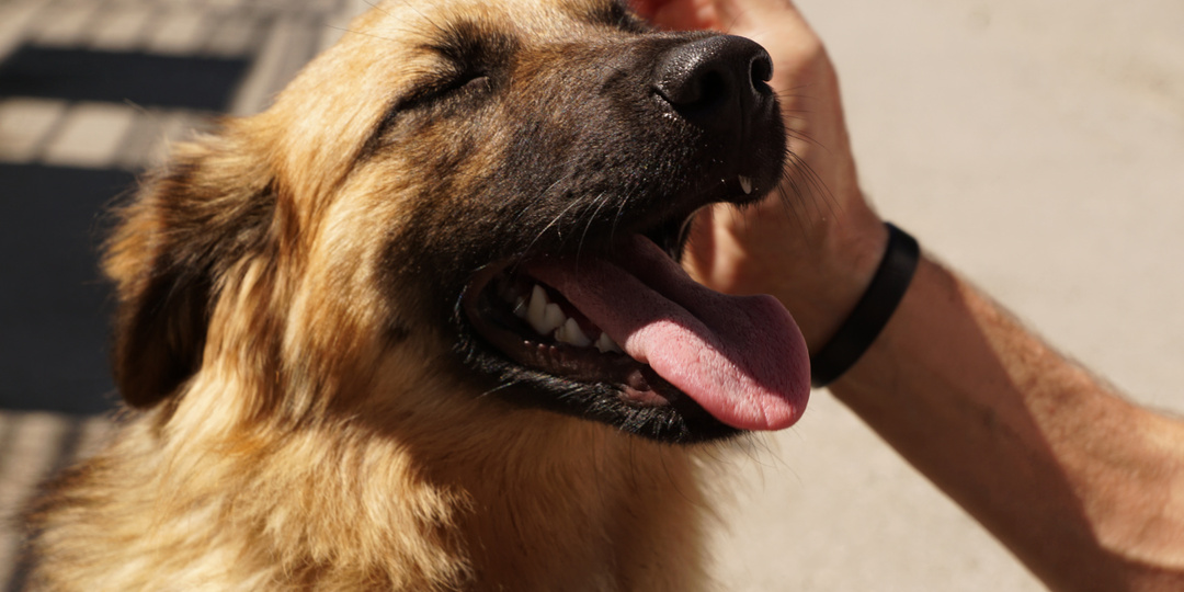 «Что, если собака-отказник не примет нового хозяина?»