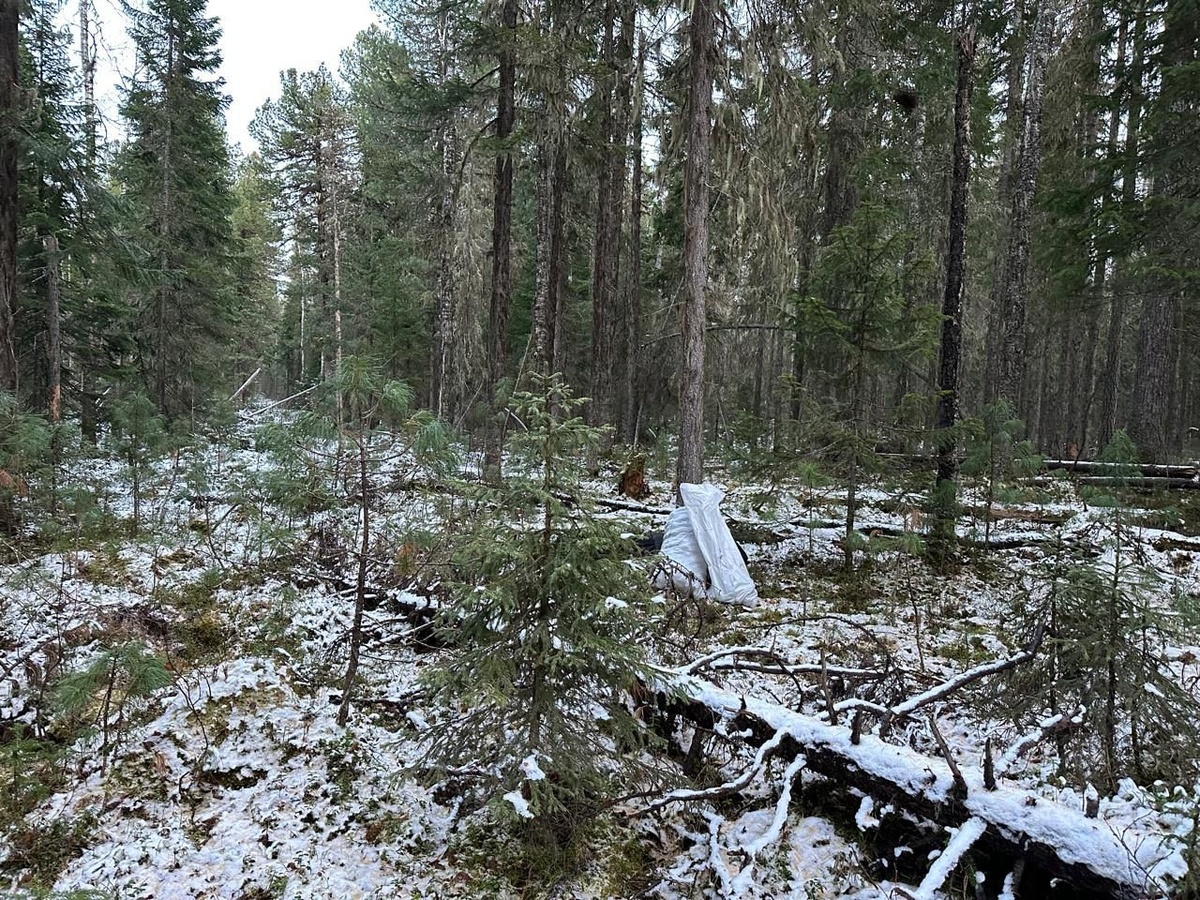    В Югре сборщик шишек застрелил человека, приняв его за медведя