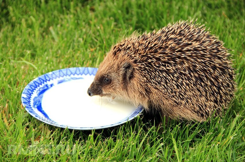 Фото не автора поста 