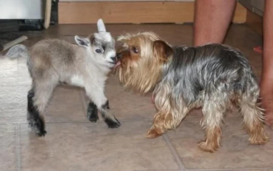 Думаете, это фотошоп? А вот и нет! Знакомьтесь, ваш потенциальный новый сосед.