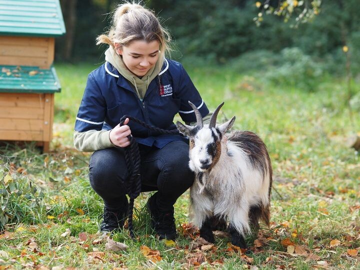 Маленькие, да удаленькие: познакомьтесь с самыми популярными породами домашних коз.