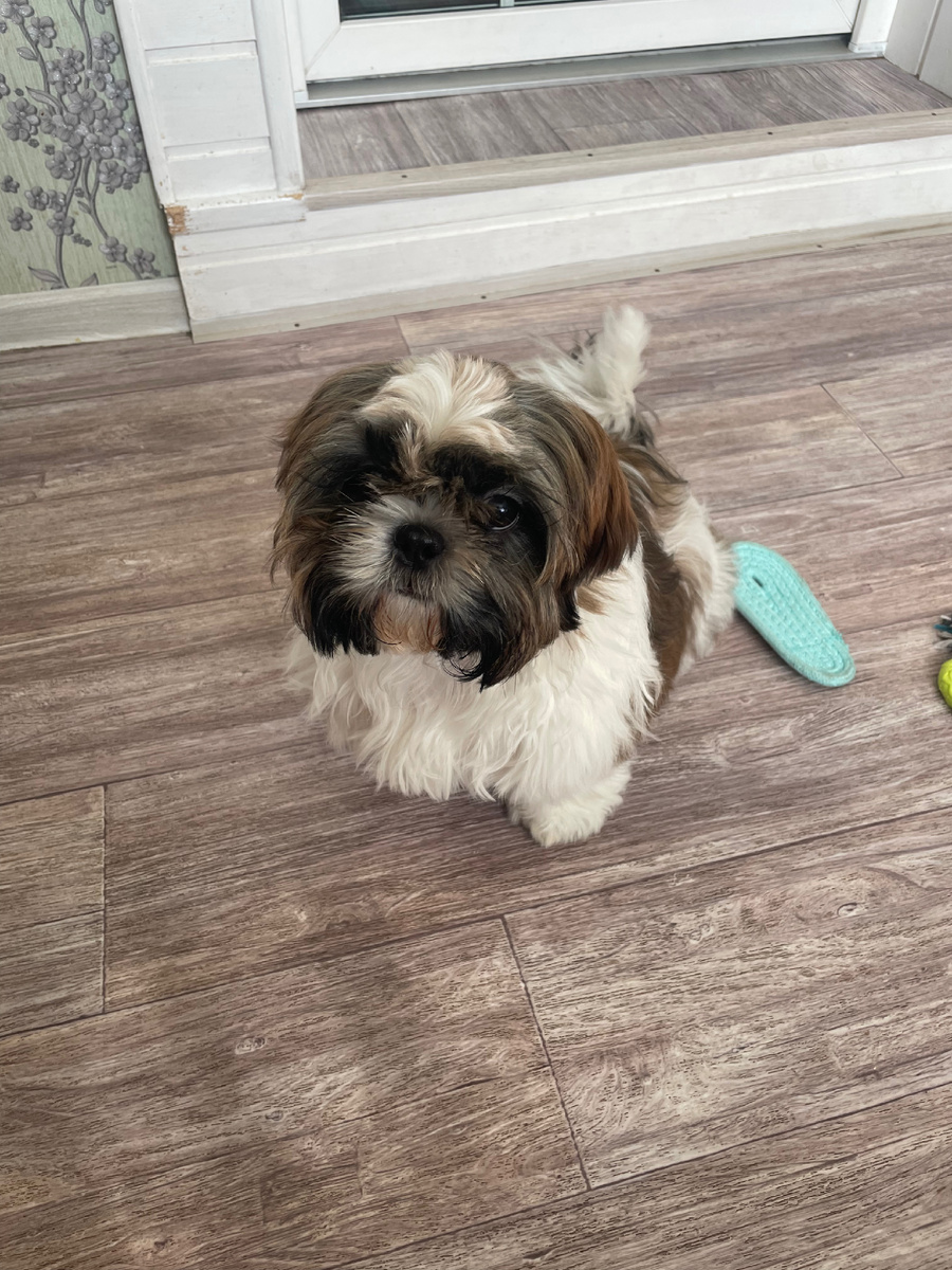 Здесь ему около 4 месяцев.