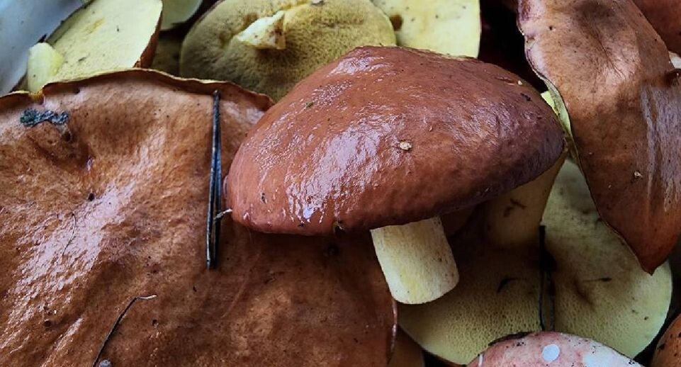    МедиаБанк Подмосковья/Ксения Пашуто