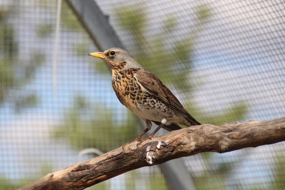 Представьте, что этот маленький маэстро будет давать концерты лично для вас!