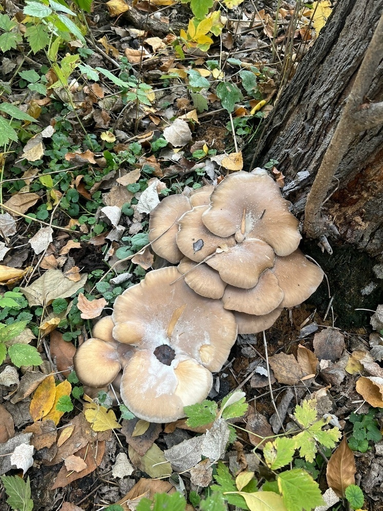     Грибники Астрахани / Соцсети