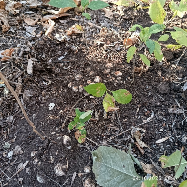     Грибники Астрахани / Соцсети