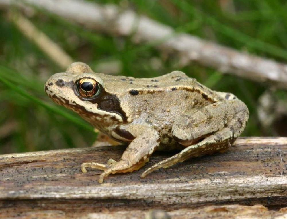 Вот она — наша героиня во всей красе! У каждой особи свой неповторимый узор.