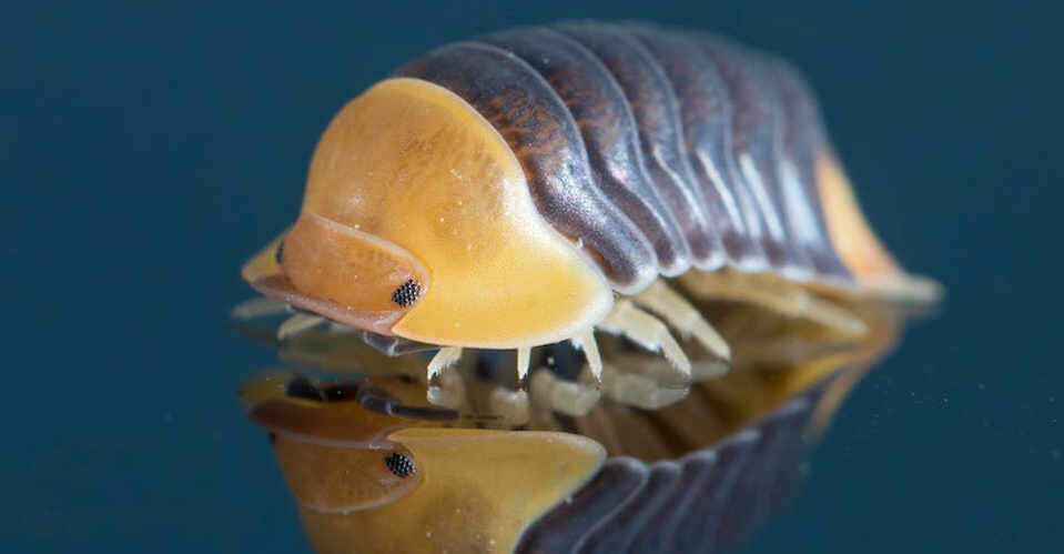 Вы только посмотрите на этого красавца! Знакомьтесь, это мокрица-уточка, и она может стать вашим новым домашним питомцем.