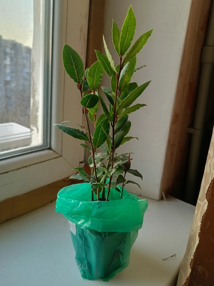 Саженец лавра благородного, пришел зимой, был хорошо упакован и не замерз. Фото автора