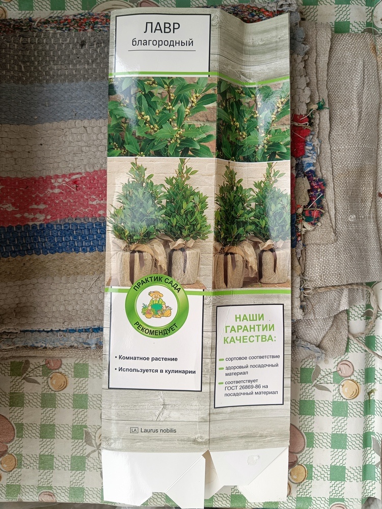Саженец лавра благородного, пришел зимой, был хорошо упакован и не замерз. Фото автора