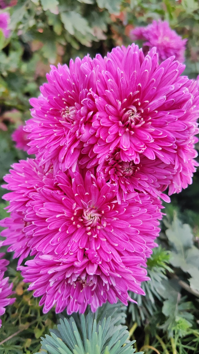 Мои цветочки