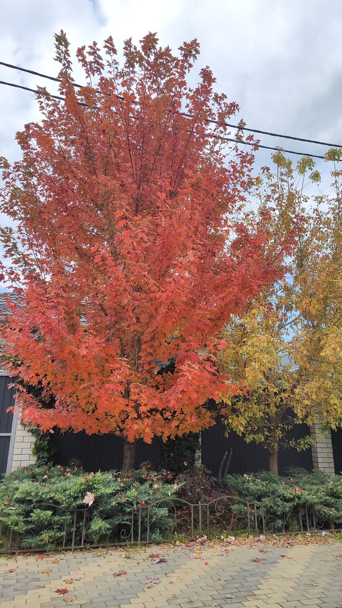 Очень в самом расцвете. Так хочется в лес погулять. Но... Пока дома... 