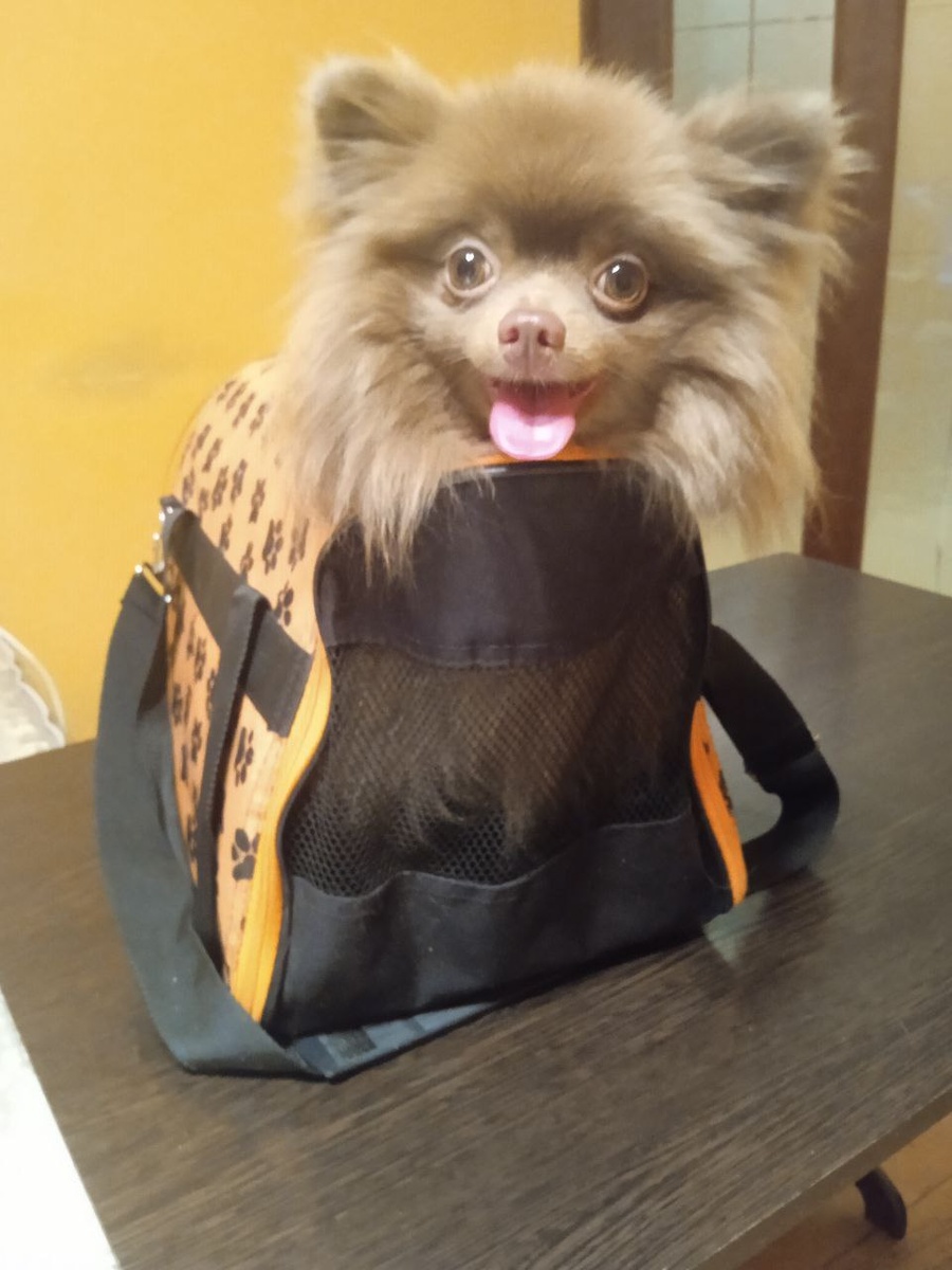 Чикко готов!