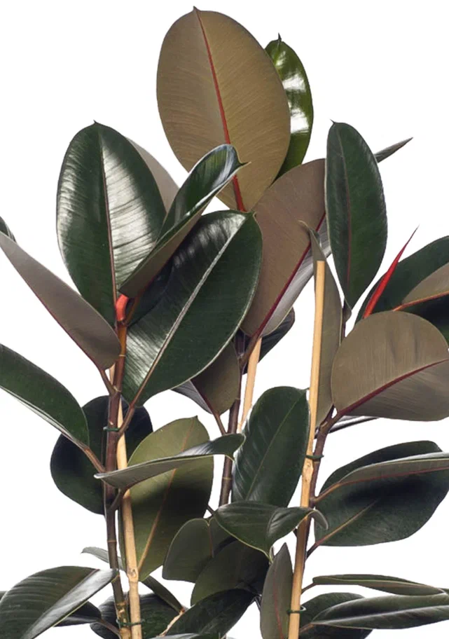 Фикус эластика 