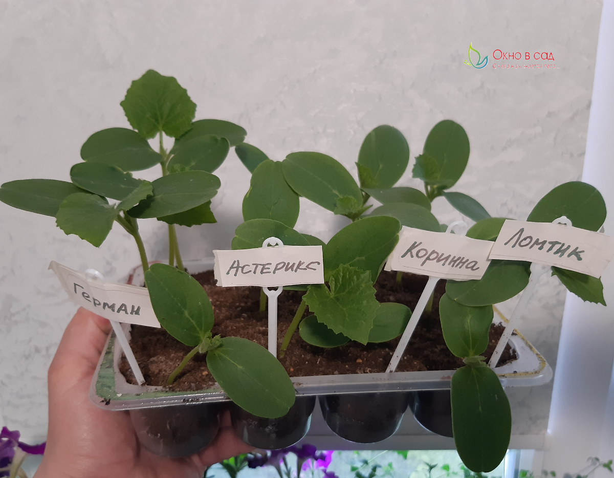 Фото из личного архива автора