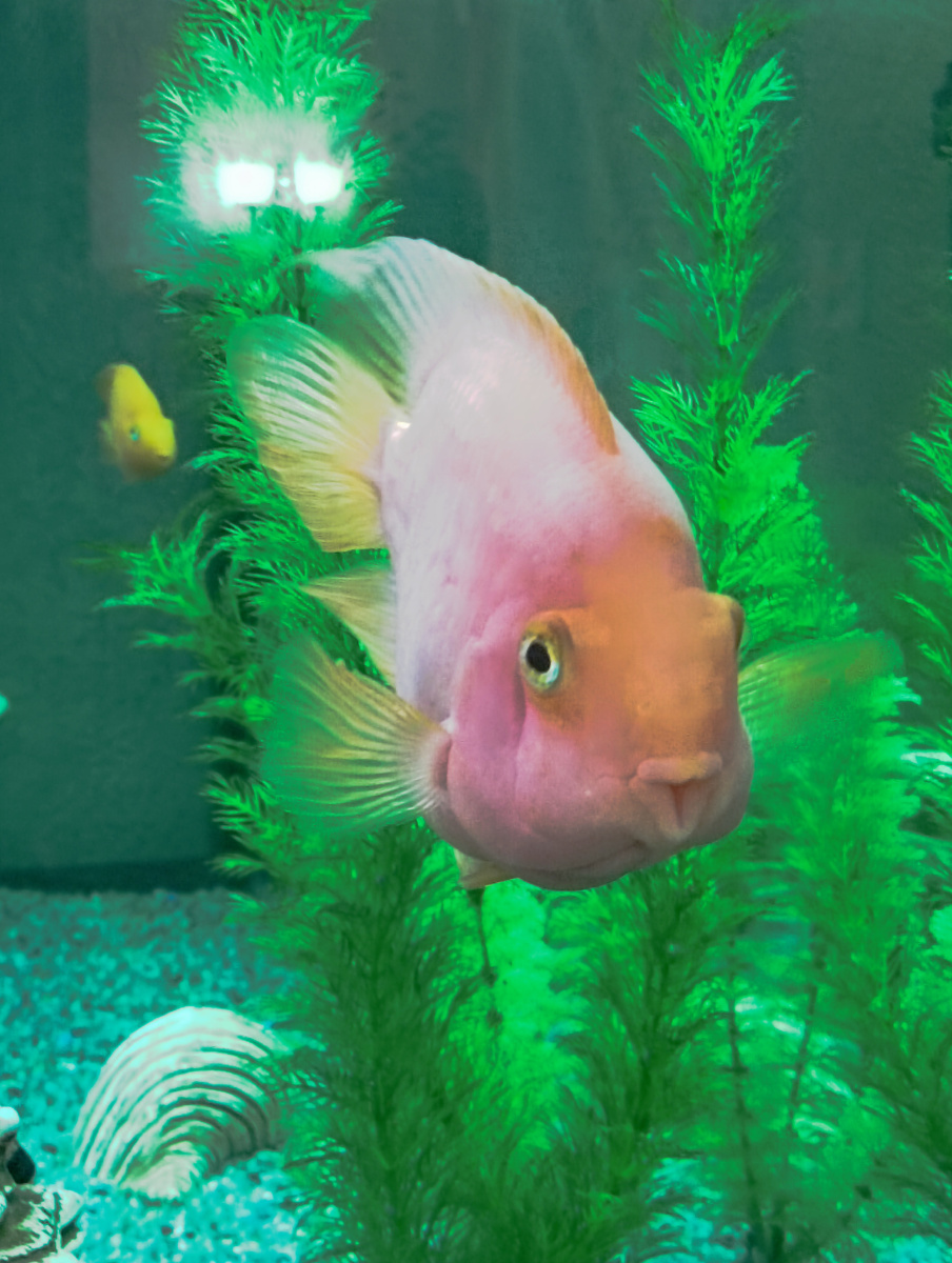 Я не юрист по образованию. Но для того, чтобы себя защитить, не нужно иметь юридическое образование. 