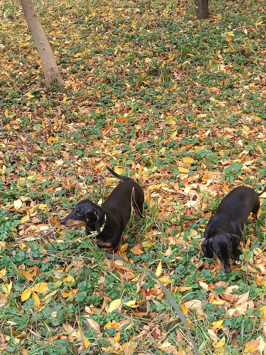 Осень золотая