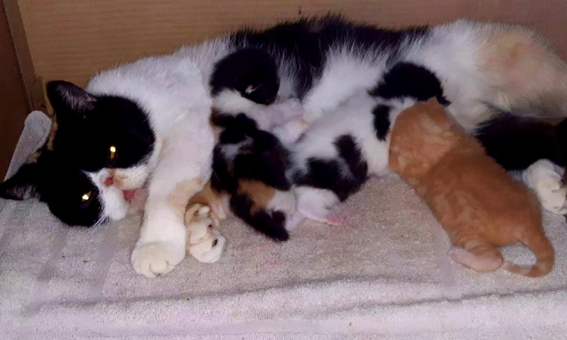 Масяня с котятами