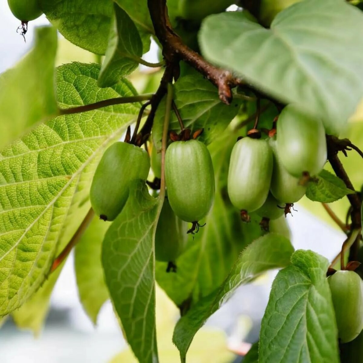 Плоды актинидии коломикты