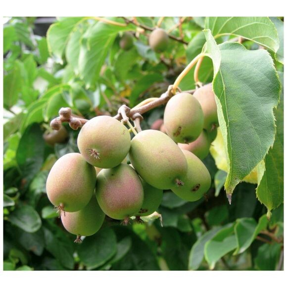 Актинидия аргута