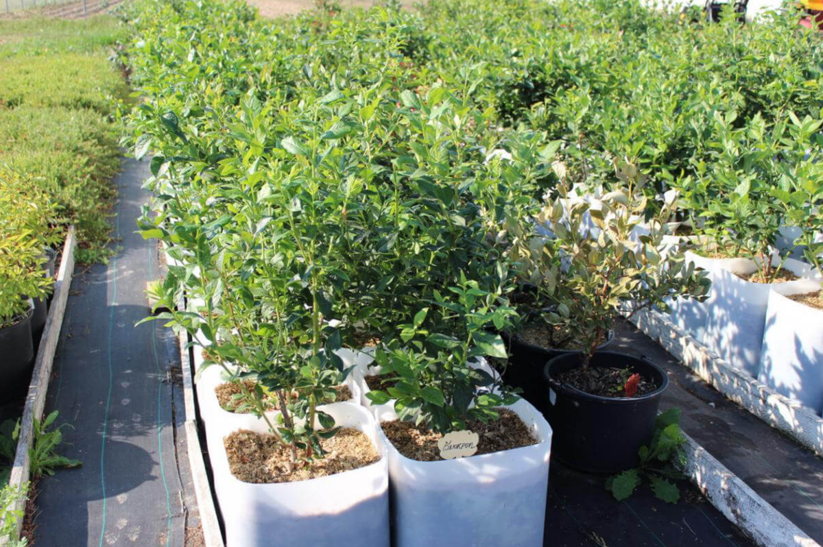 Источник фото: fermer.blog