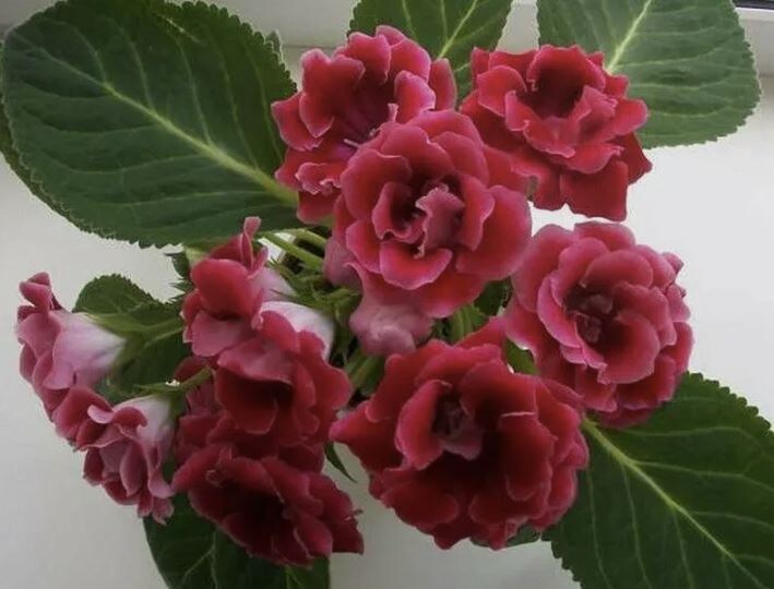 🌺 Как я выращиваю глоксинию в торфяных таблетках — просто, чисто и без ошибок