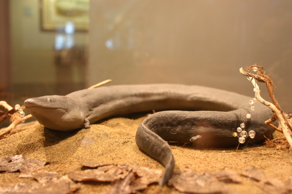 Амфиумы — создания любопытные.