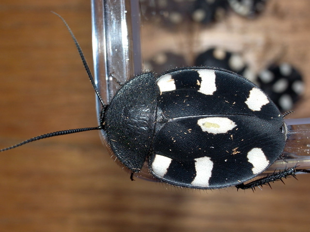 Познакомьтесь, это не просто таракан, а живая фишка домино. И он может стать вашим самым неприхотливым питомцем!