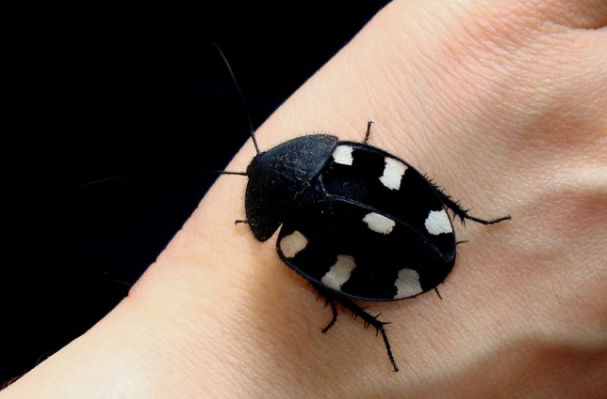 Не больше монеты! Этот малыш из Индии легко поместится даже в самом компактном террариуме.