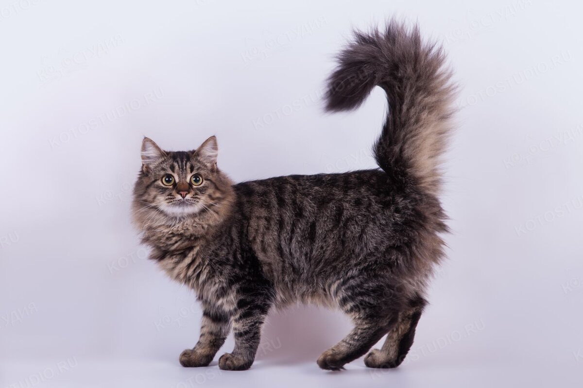 На мой взгляд одна из лучших пород кошек.