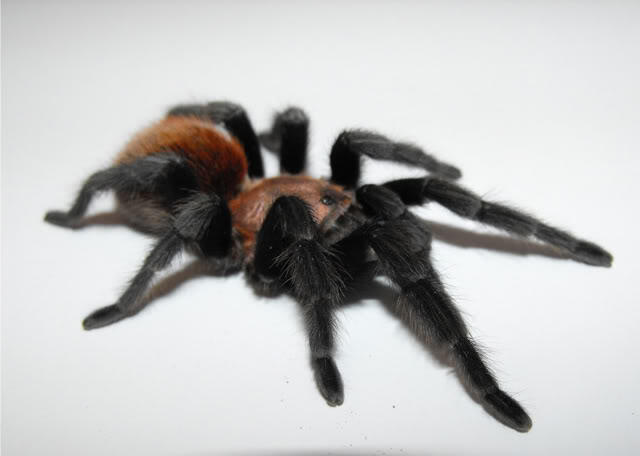 Только посмотрите на этого красавца! Боннетина Рудлоффи во всей своей бархатистой красе.