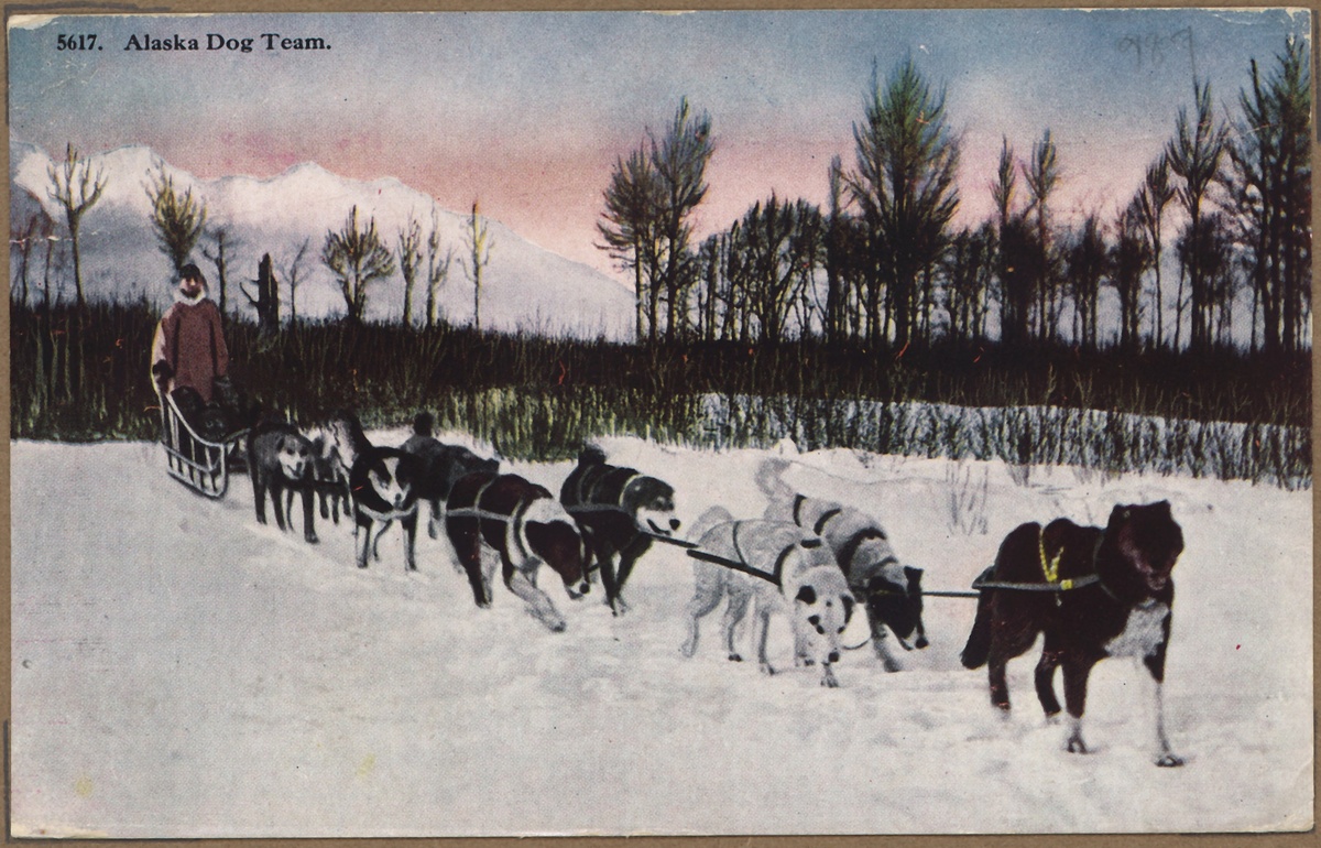 Собачьи санные упряжки на Аляске. Открытка США (первая половина XX века). Источник: U.S. National Archives and Records Administration