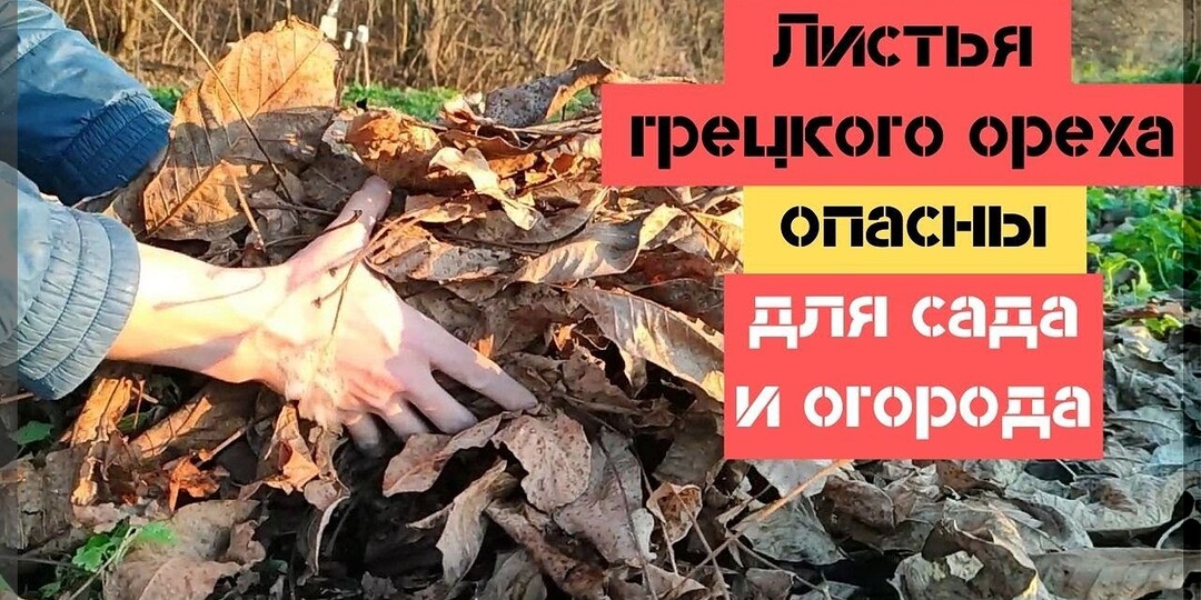 Почему нельзя сажать грецкий орех на маленьком участке: как грецкие орехи угнетают садовые и огородные растения