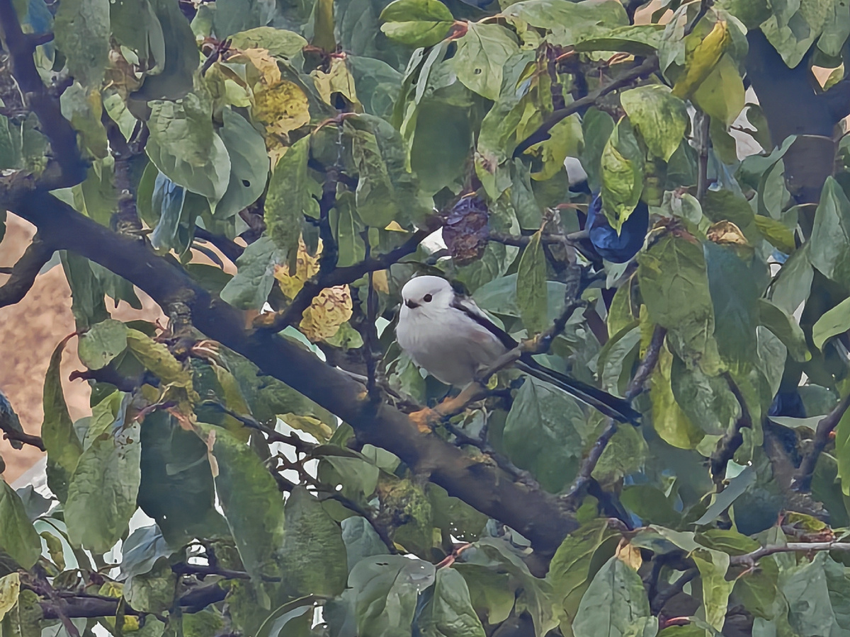 Длиннохвостая синица недовольна пустой кормушкой. 26 сентября 2025 г.