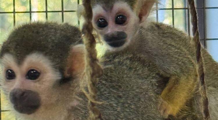 Фото: t.me/belzoo