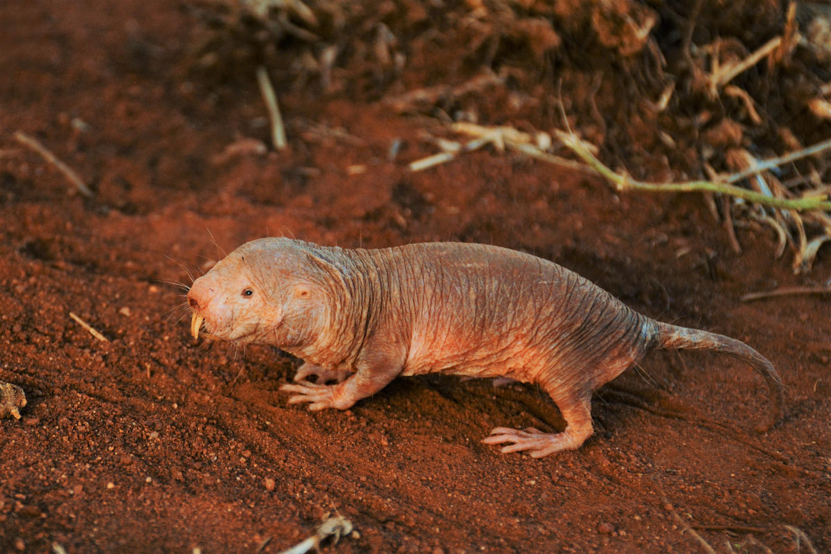 Знакомьтесь, голый землекоп! Да, внешность обманчива, и за этим инопланетным обликом скрывается настоящий супергерой.